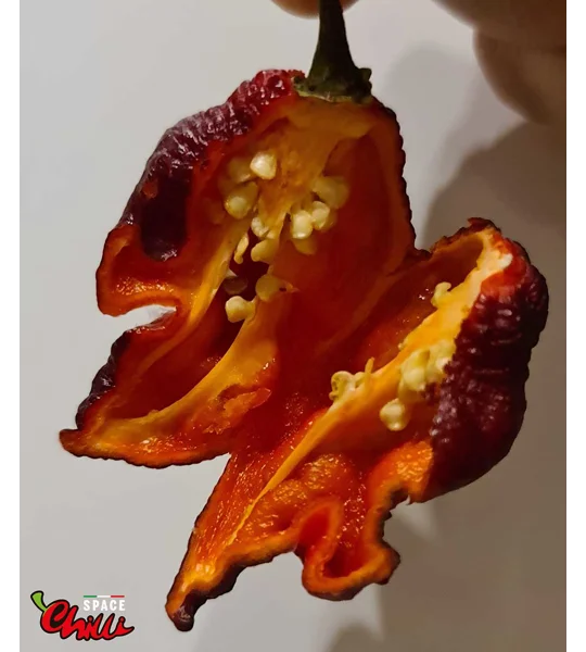 The King Red F4 (10+ Seeds)