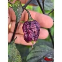 The King Red F4 (10+ Seeds) The King Red F4 (10+ Seeds)