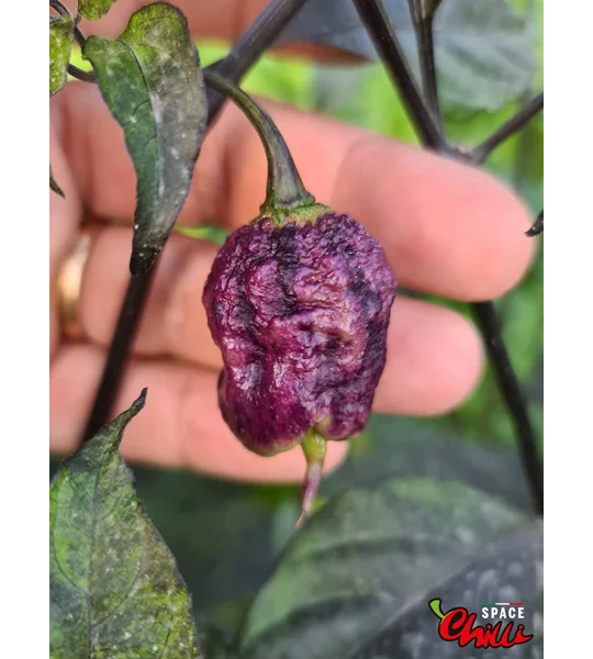The King Red F4 (10+ Seeds)