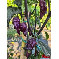 The King Red F4 (10+ Seeds) The King Red F4 (10+ Seeds)