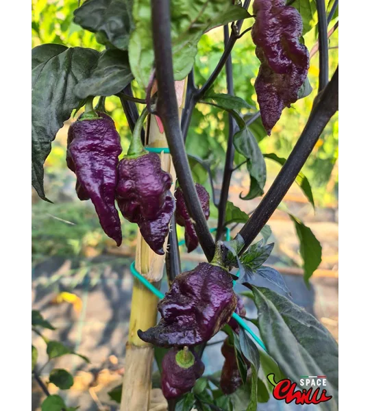 The King Red F4 (10+ Seeds)