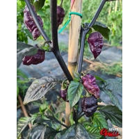 The King Red F4 (10+ Seeds) The King Red F4 (10+ Seeds)