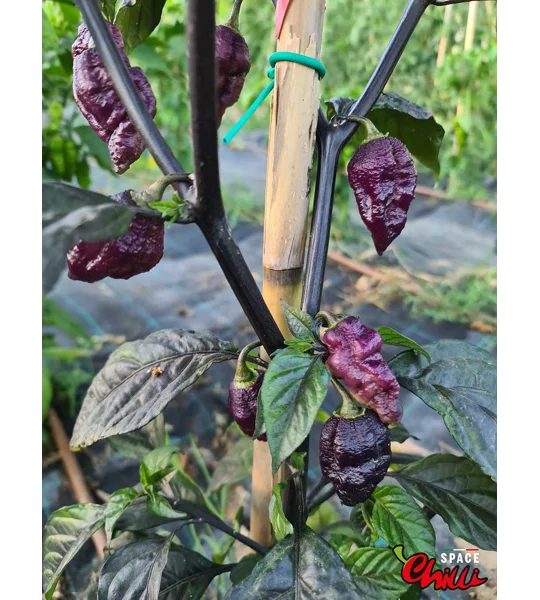 The King Red F4 (10+ Seeds)