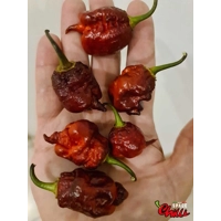 The King Red F4 (10+ Seeds) The King Red F4 (10+ Seeds)
