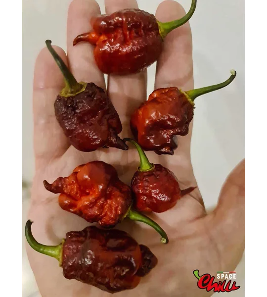 The King Red F4 (10+ Seeds)