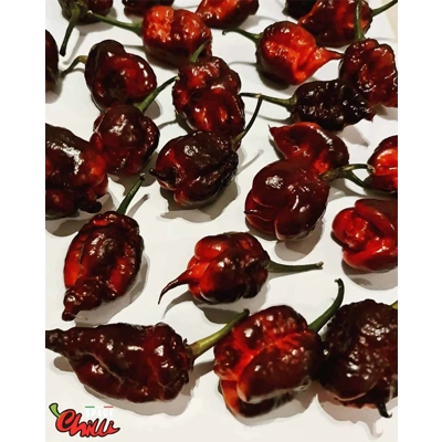 The King Red F4 (10+ Seeds) The King Red F4 (10+ Seeds)
