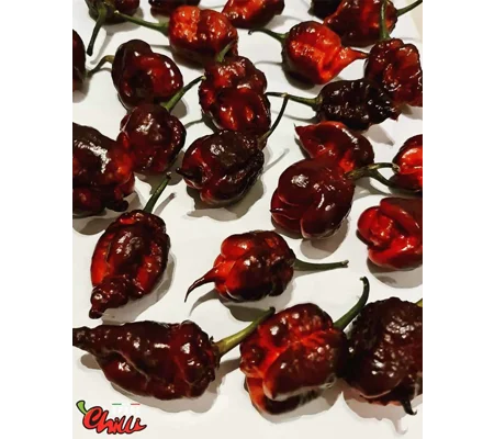 The King Red F4 (10+ Seeds)