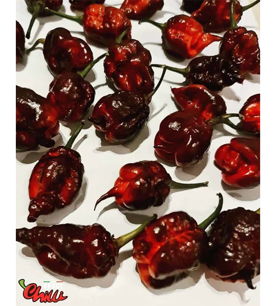 The King Red F4 (10+ Seeds)