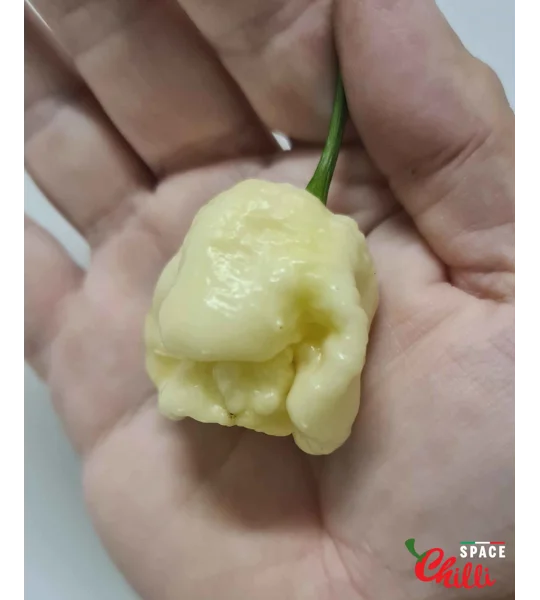 Whynot F5 (10+ Seeds)