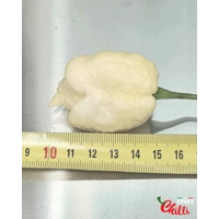 Whynot F5 (10+ Seeds) Whynot F5 (10+ Seeds)