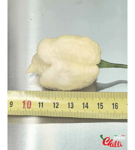 Whynot F5 (10+ Seeds)
