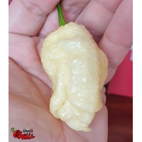 Whynot F5 (10+ Seeds) Whynot F5 (10+ Seeds)