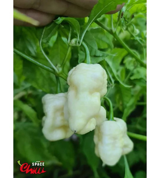 Whynot F5 (10+ Seeds)