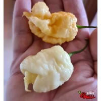 Whynot F5 (10+ Seeds) Whynot F5 (10+ Seeds)