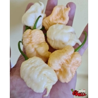 Whynot F5 (10+ Seeds) Whynot F5 (10+ Seeds)