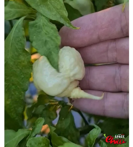 Whynot F5 (10+ Seeds)