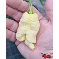 Whynot F5 (10+ Seeds) Whynot F5 (10+ Seeds)