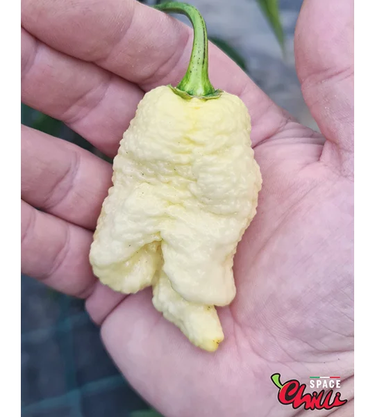 Whynot F5 (10+ Seeds)