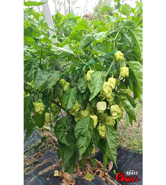 Whynot F5 (10+ Seeds)