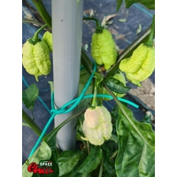 Whynot F5 (10+ Seeds) Whynot F5 (10+ Seeds)