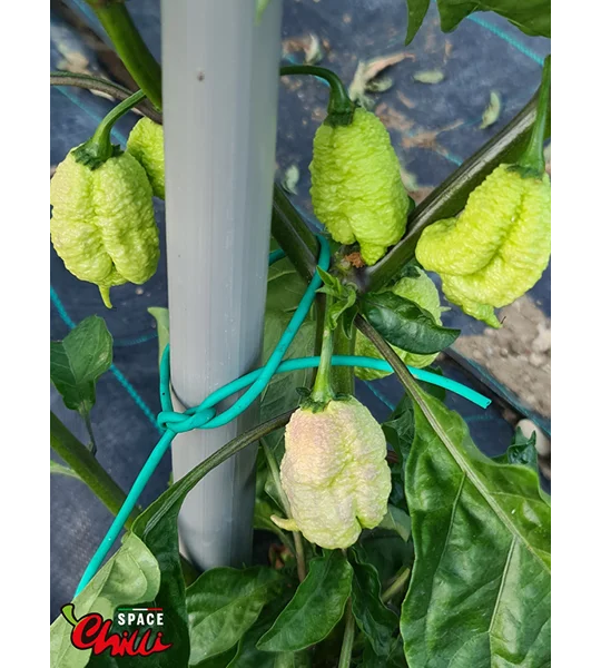 Whynot F5 (10+ Seeds)