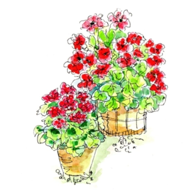 Geraniums - Pen & Wash Notelet Card Geraniums - Pen & Wash Notelet Card
