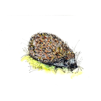 Hedgehog - Pen & Wash Notelet Card Hedgehog - Pen & Wash Notelet Card