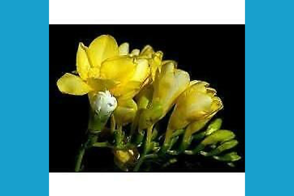 English Pear and Freesia 15oz