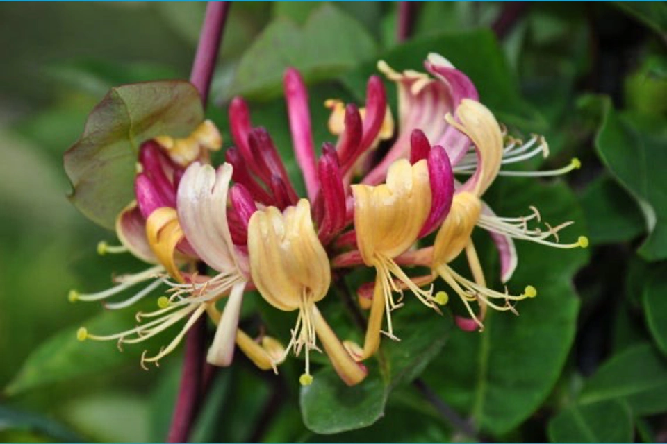 Honeysuckle Jasmine 6oz