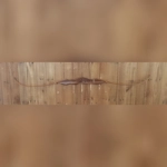 The "Rooikat" - Caracal take-down Recurve bow