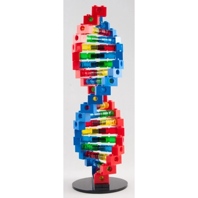 Pure Geek Deoxyribonucleic Acid DNA Building Block model