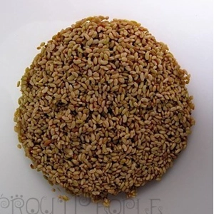 Organic Alfalfa Seeds 100gm