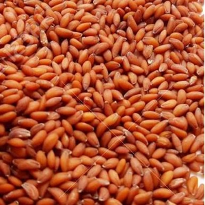 Gardencress Seeds 100gm Gardencress Seeds 100gm