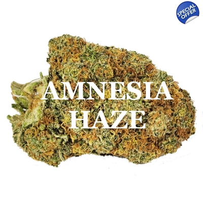 AMNESIA HAZE (Sativa) AAA++ AMNESIA HAZE (Sativa) AAA++