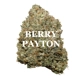 BERRY PAYTON (Hybrid) AAAA