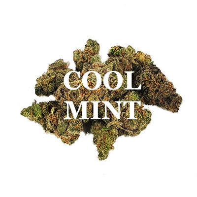 COOL MINT (Hybrid) AA++ COOL MINT (Hybrid) AA++