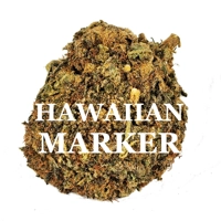 HAWAIIAN MARKER (Hybrid) AAA+