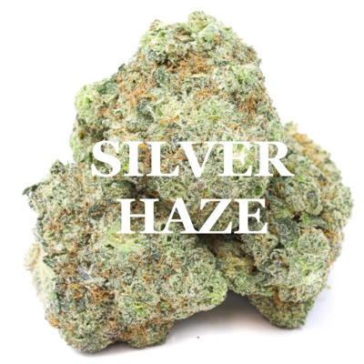 SILVER HAZE (Sativa) AAA++