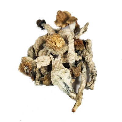 Psilocybin - TIDAL WAVE