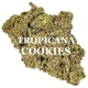 TROPICANA COOKIES (Sativa) AAAA