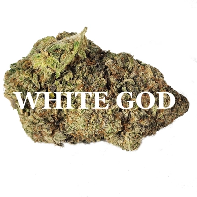WHITE GOD (Indica) AAAA
