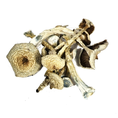 Psilocybin - WHITE RABBIT