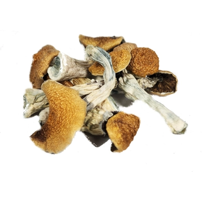 Psilocybin - WIKIDZON