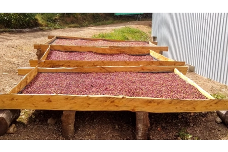 Bourbon - Caturra- Huhuetenago - Washed Bourbon - Caturra- Huhuetenago - Washed