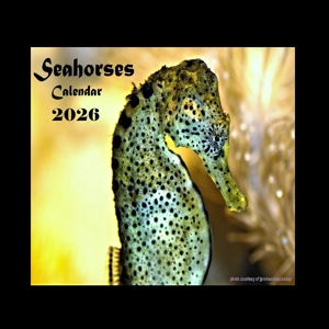 Seahorse Calendar 2026 Seahorses Picture Calendar