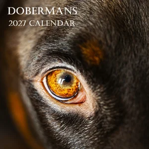 Dobermans 2027 Wall Calendar Intelligent Loyal Dog Breed Art