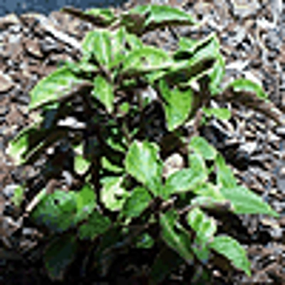 Anise Anise