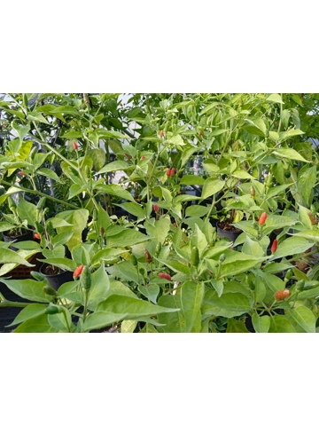 10+  Semi Aji Guaguao