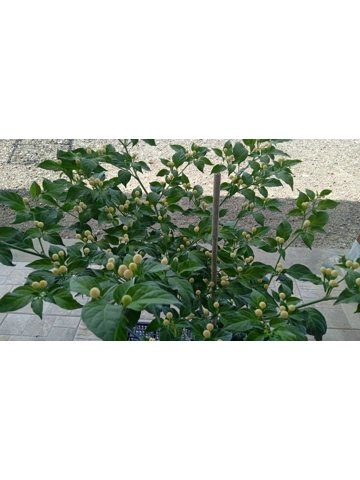 7+ Semi Olho De Peixe white