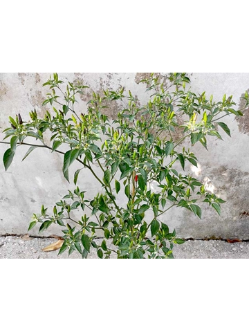 10+  Semi/Seeds Amashito